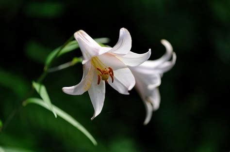 百合花|百合の花にはどんな種類がある？それぞれの画像と名。